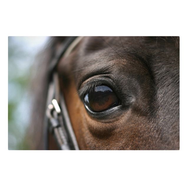 Cuadros infantiles animales Horse Eye