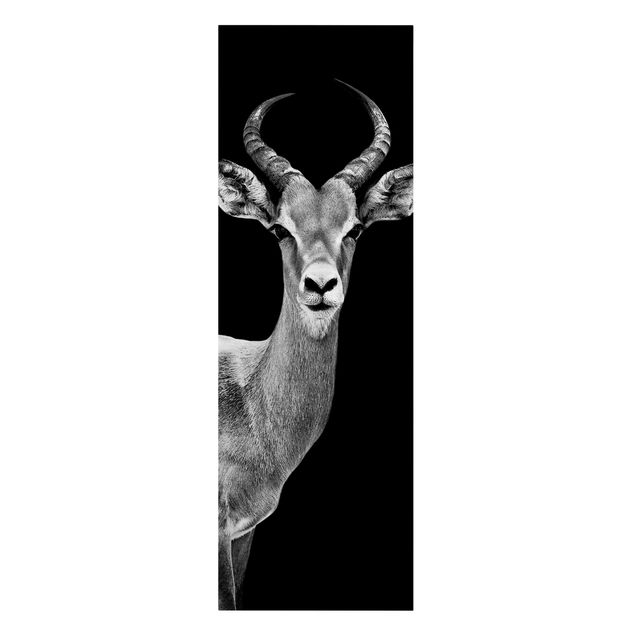 Cuadros en blanco y negro Impala antelope black and white