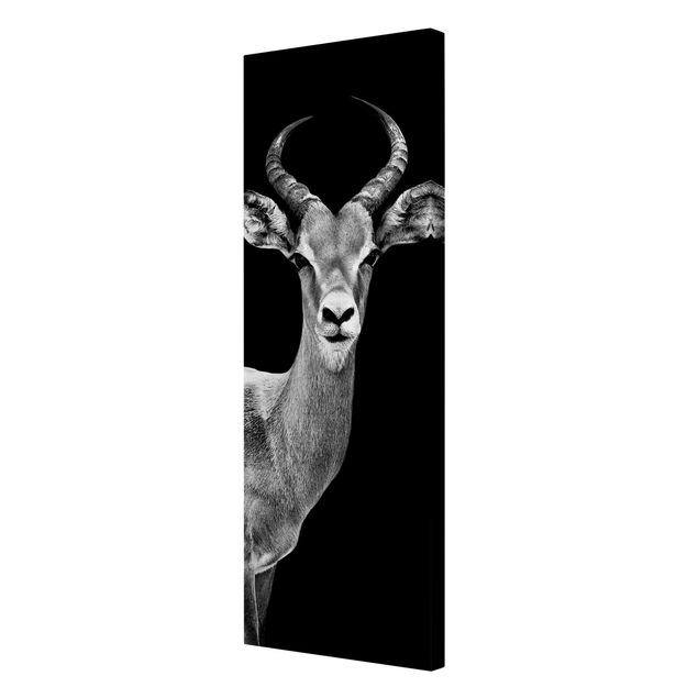 Cuadros decorativos Impala antelope black and white