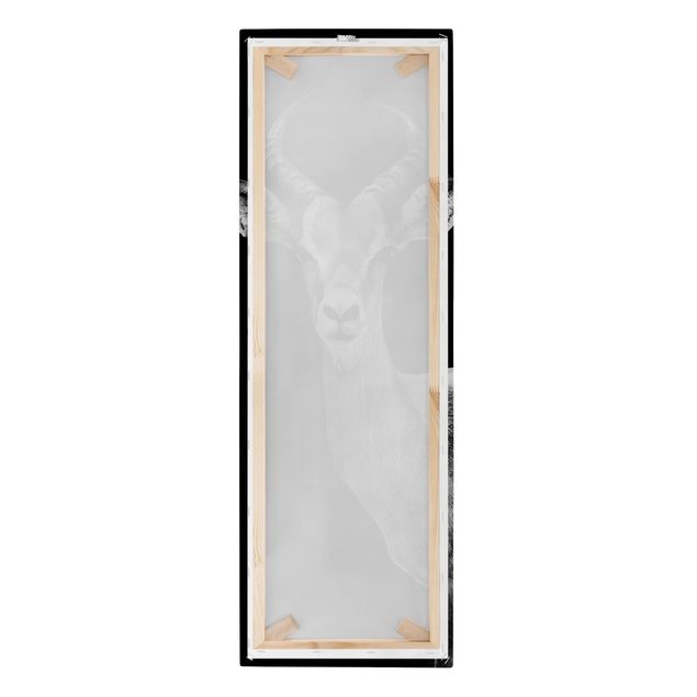 Cuadros en lienzo Impala antelope black and white