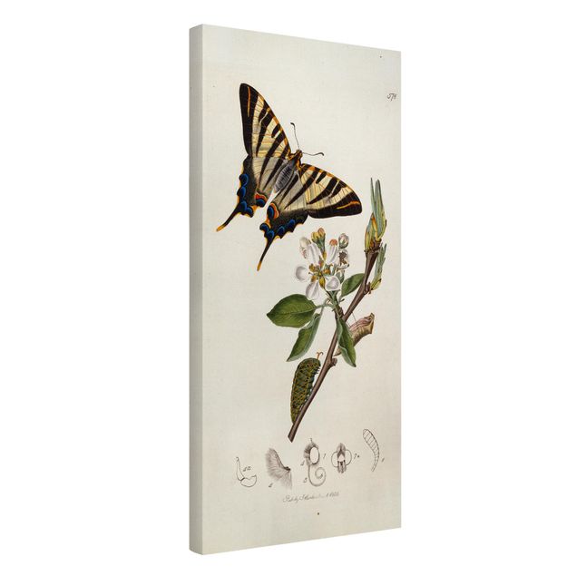 Estilos artísticos John Curtis - A Scarce Swallow-Tail Butterfly