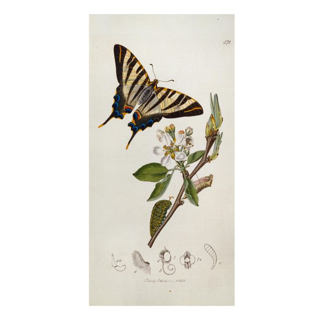 Lienzos de flores John Curtis - A Scarce Swallow-Tail Butterfly