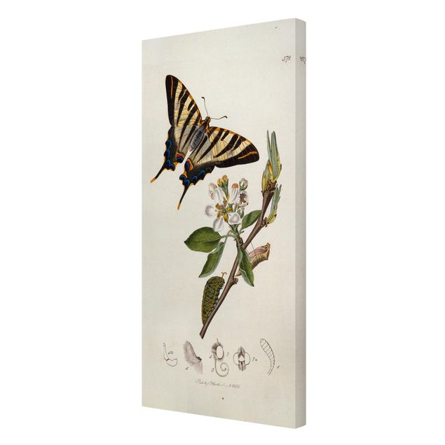 Cuadros plantas John Curtis - A Scarce Swallow-Tail Butterfly