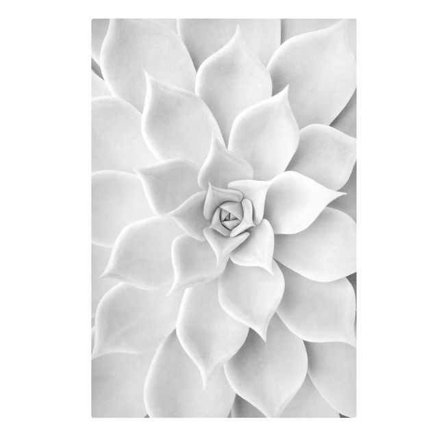 Cuadros en blanco y negro Cactus Succulent