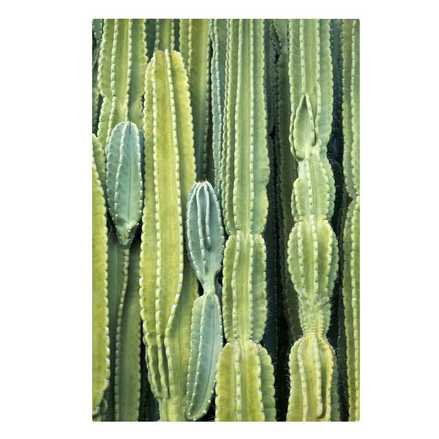 Cuadro verde Cactus Wall