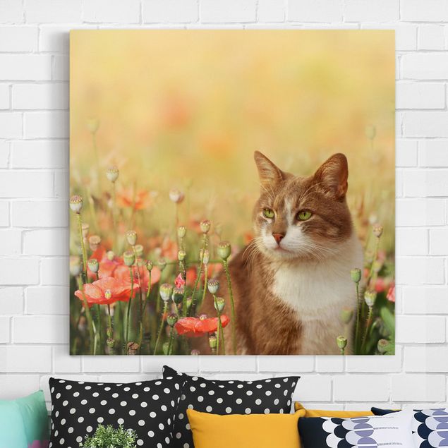 Cuadros amapolas Cat In A Field Of Poppies