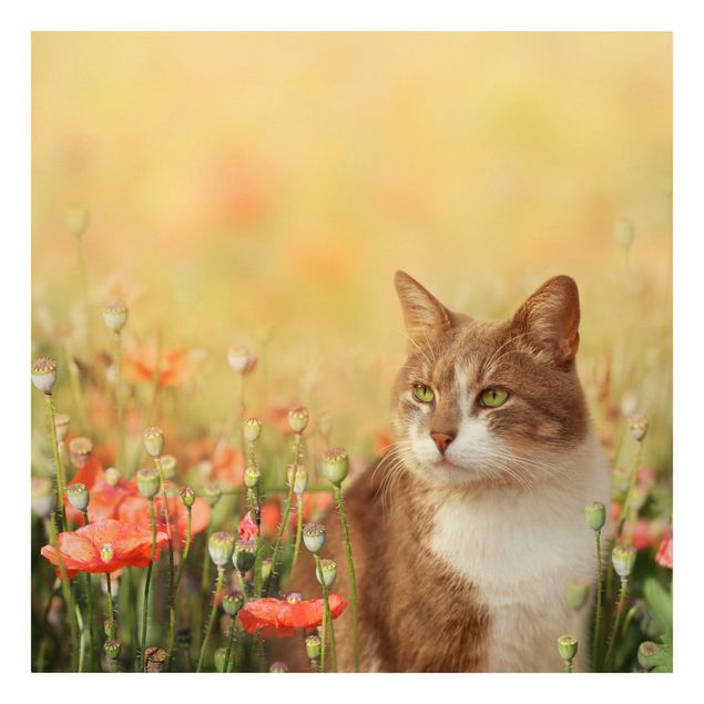 Cuadros de gatos Cat In A Field Of Poppies