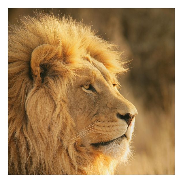 Lienzos animal King Lion