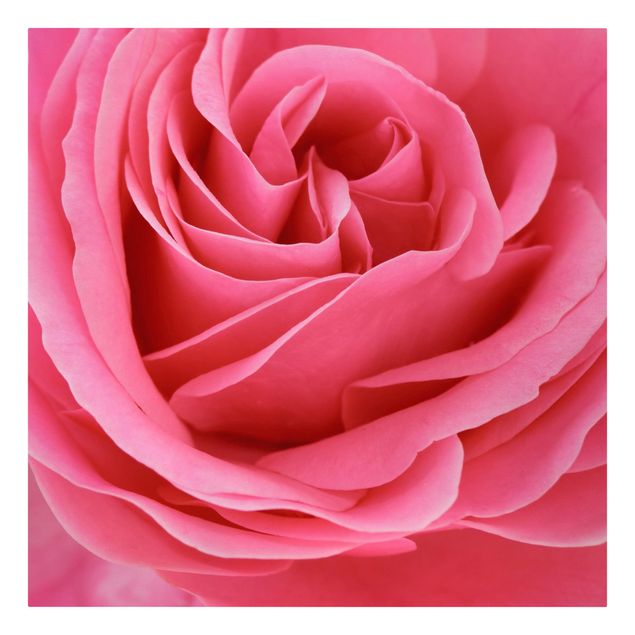 Cuadros de flores Lustful Pink Rose
