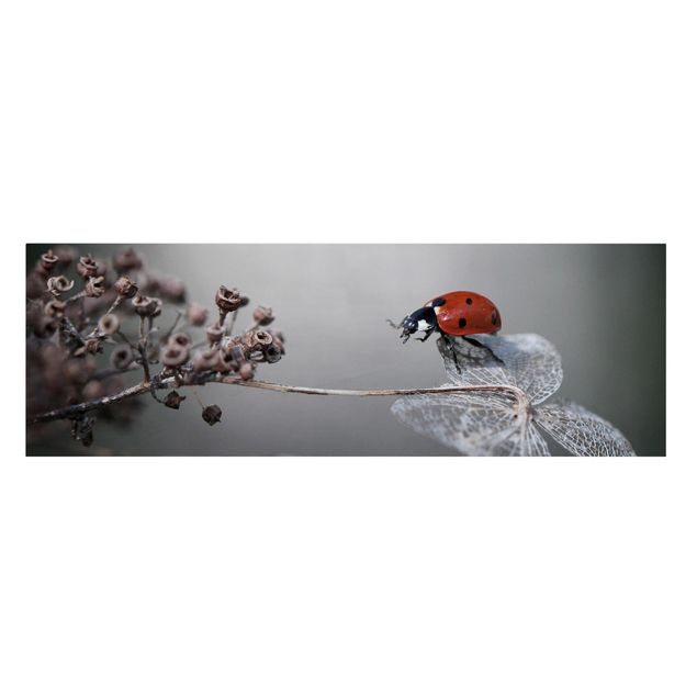 Cuadros rojos Ladybird On Hydrangea