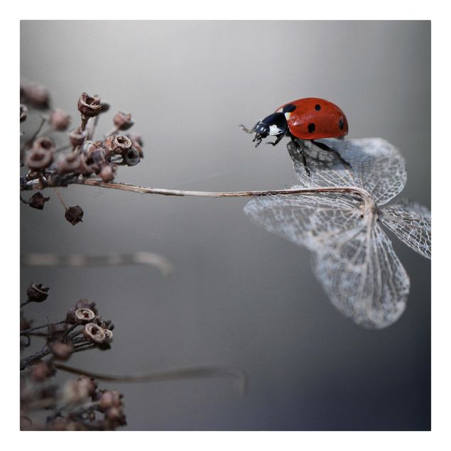 Cuadros en rojo Ladybird On Hydrangea