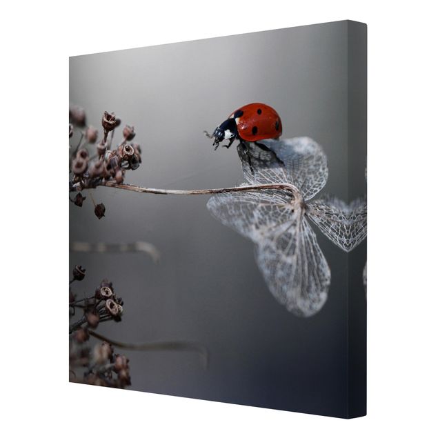 Cuadros modernos Ladybird On Hydrangea