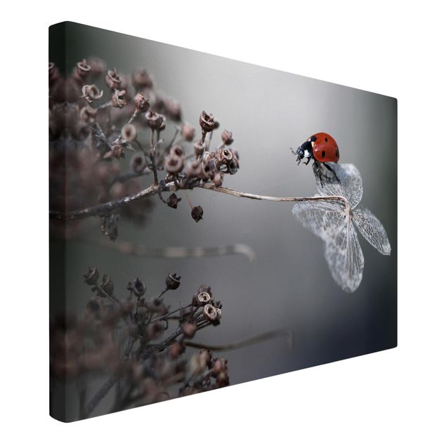 Cuadros de flores modernos Ladybird On Hydrangea