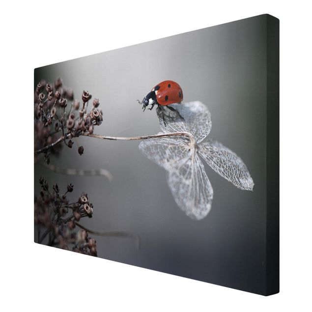 Cuadros modernos Ladybird On Hydrangea