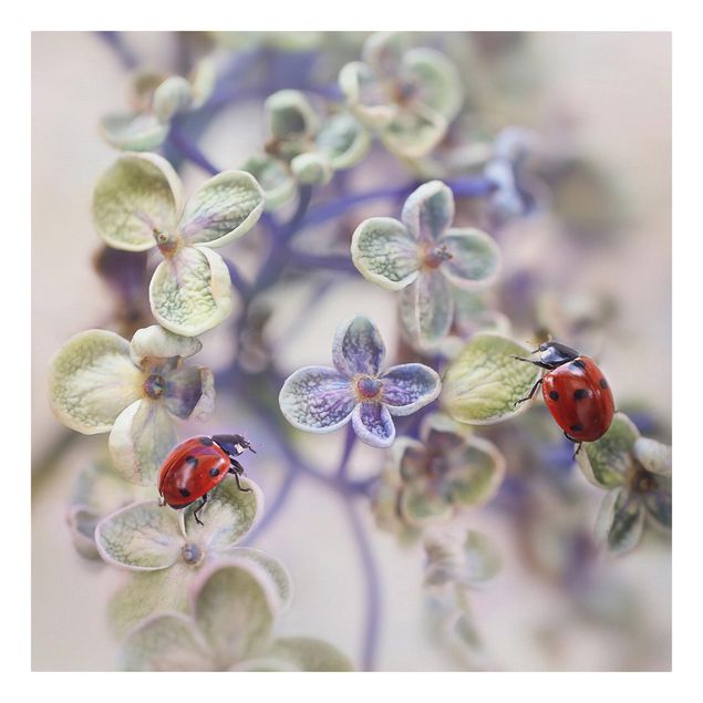 Cuadros Ladybird In The Garden
