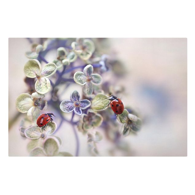 Cuadros decorativos Ladybird In The Garden