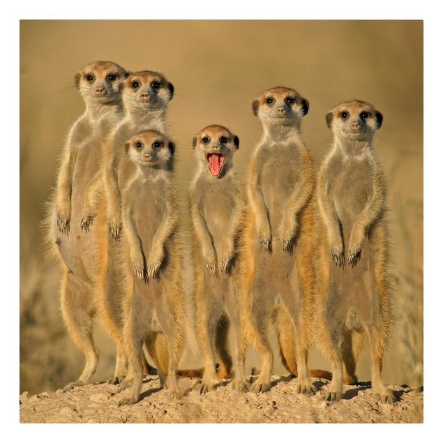 Cuadros Meerkat Family