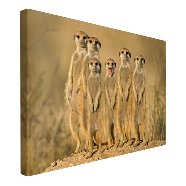 Cuadros de África Meerkat Family