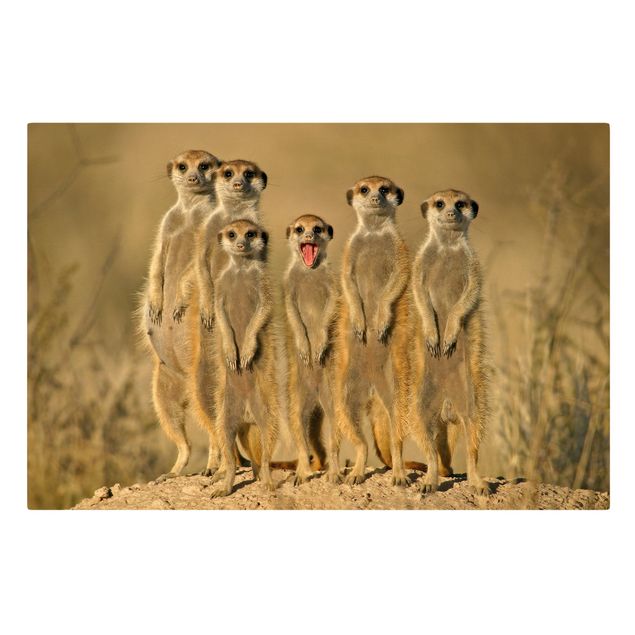 Cuadros Meerkat Family