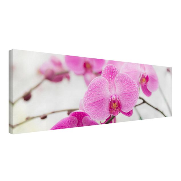 Lienzos de flores Close-Up Orchid