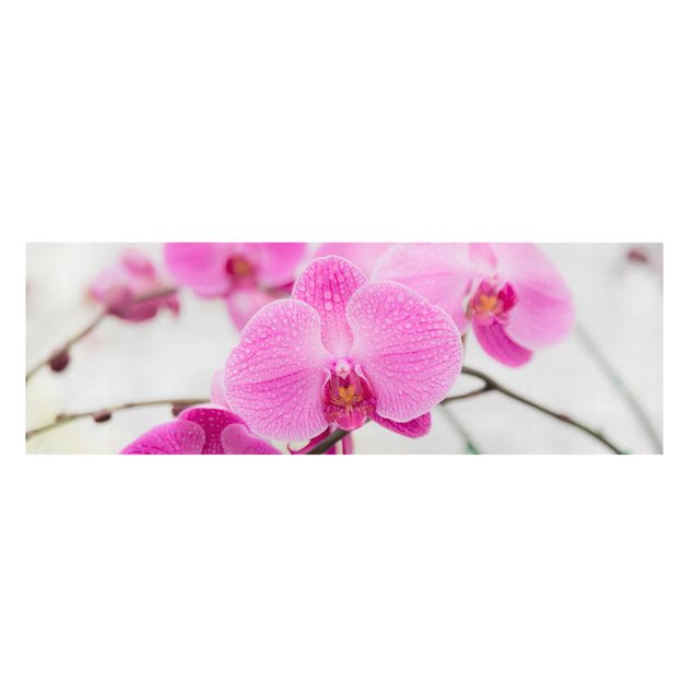 Cuadros plantas Close-Up Orchid