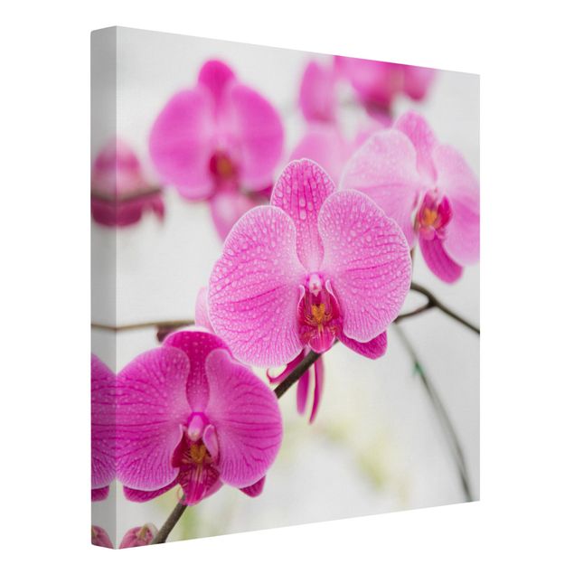 Cuadros en lienzo de flores Close-Up Orchid