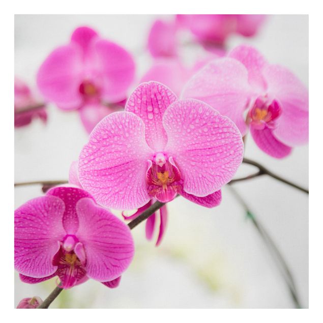 Cuadros de plantas naturales Close-Up Orchid