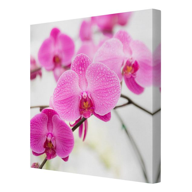 Cuadros de flores modernos Close-Up Orchid