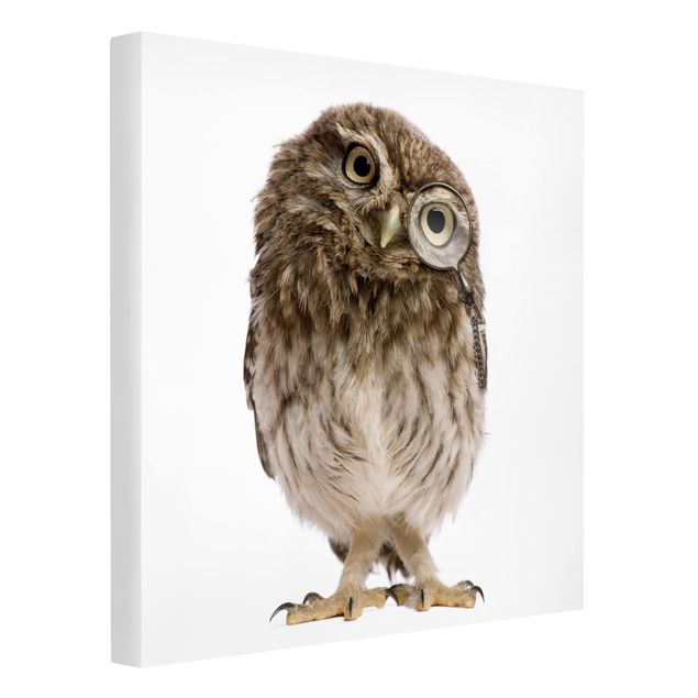 Cuadros decorativos modernos Curious Owl