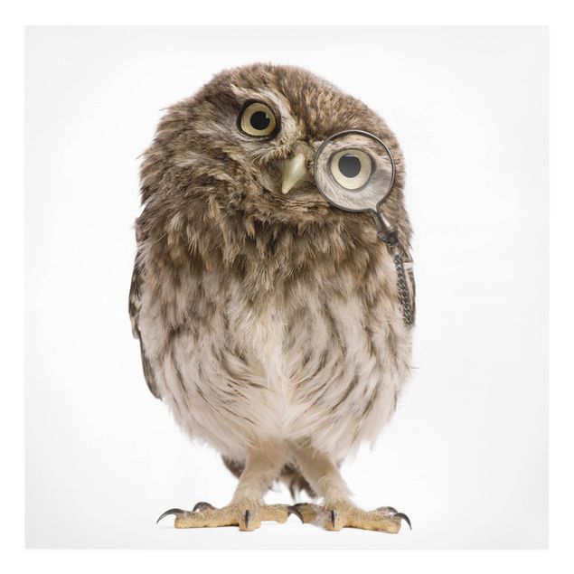 Cuadros animales Curious Owl