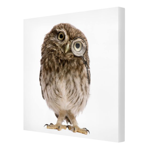 Cuadros decorativos Curious Owl