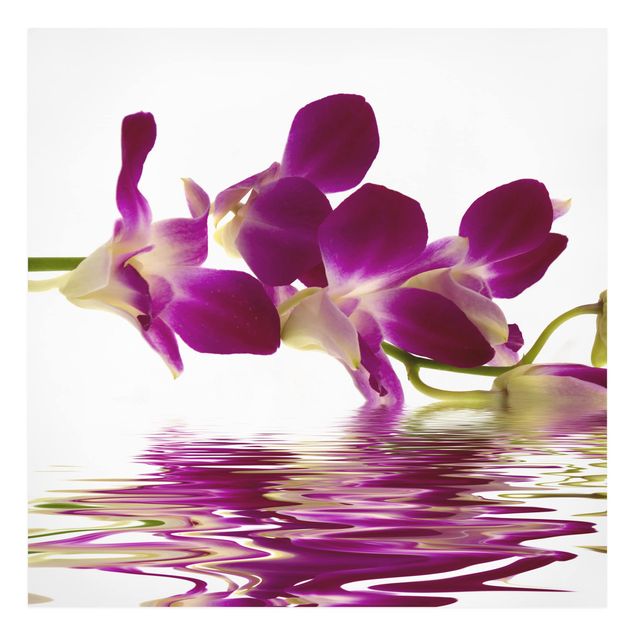 Cuadros de plantas Pink Orchid Waters