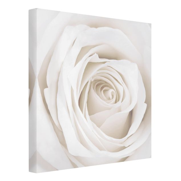 Cuadros de plantas Pretty White Rose