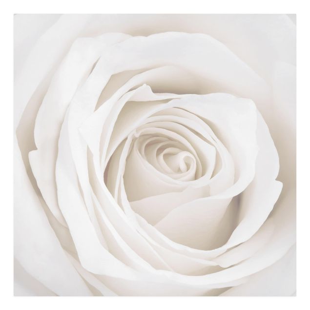 Cuadros flores Pretty White Rose