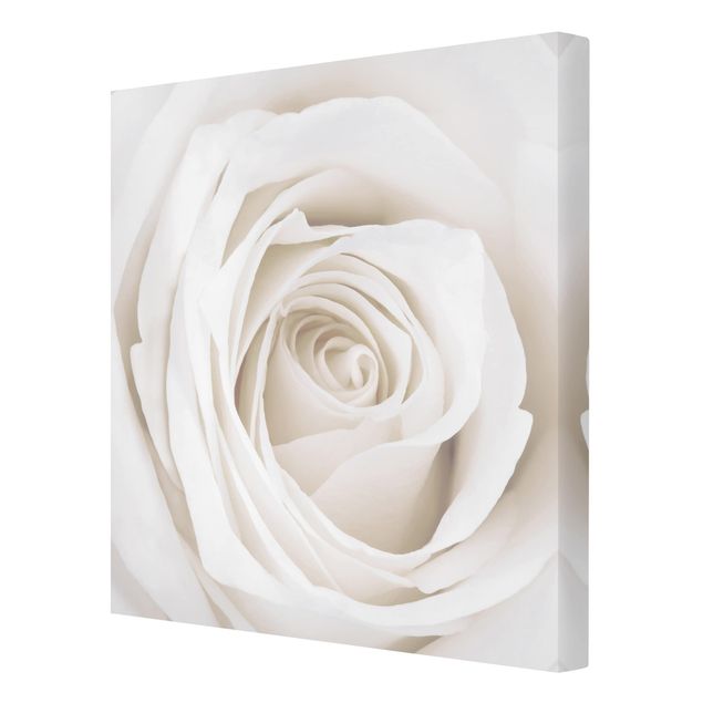 Cuadros decorativos Pretty White Rose
