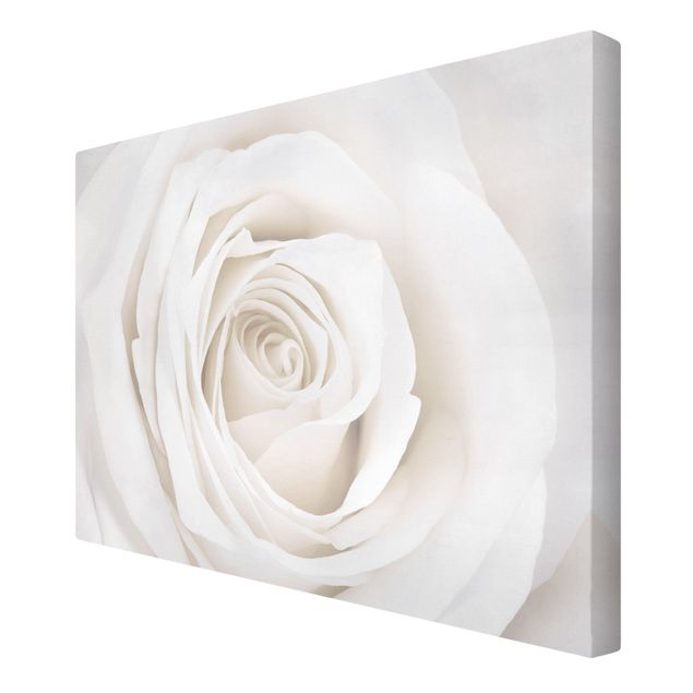 Cuadros decorativos Pretty White Rose