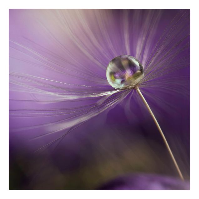 Cuadros de flores Dandelion In Violet