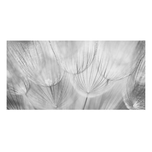 Lienzos en blanco y negro Dandelions macro shot in black and white