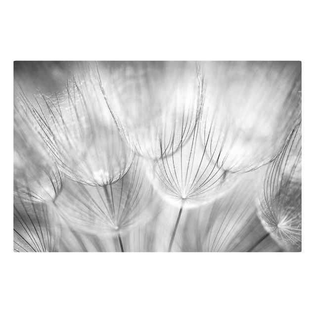Lienzos en blanco y negro Dandelions macro shot in black and white
