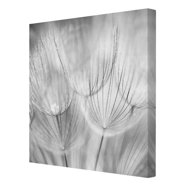 Cuadros plantas Dandelions Macro Shot In Black And White