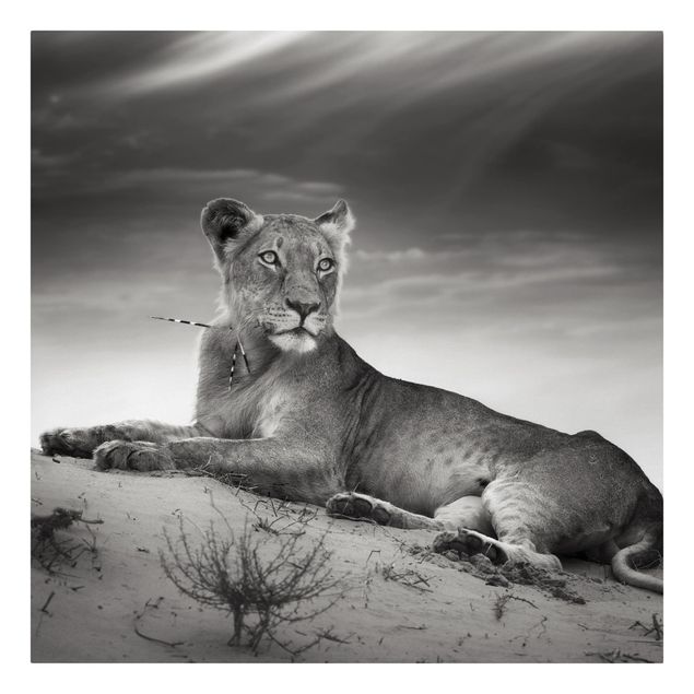 Lienzos en blanco y negro Resting Lion