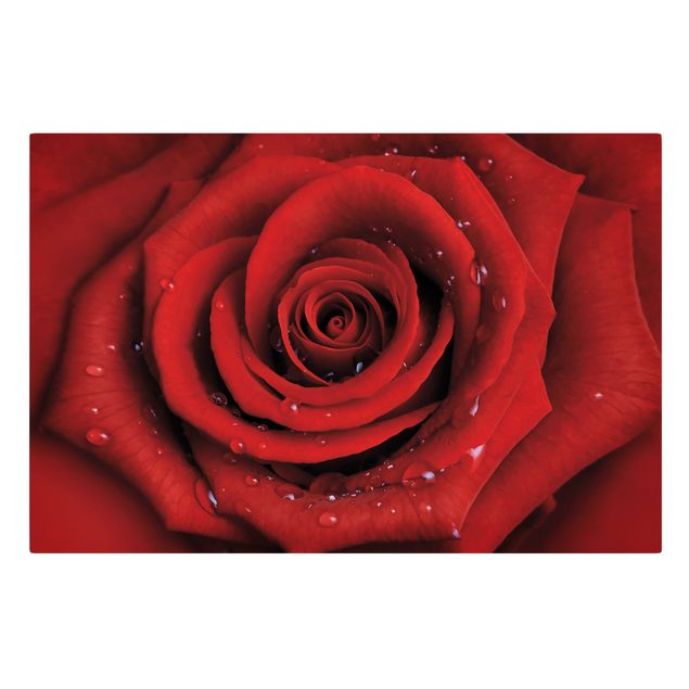 Cuadros de flores Red Rose With Water Drops