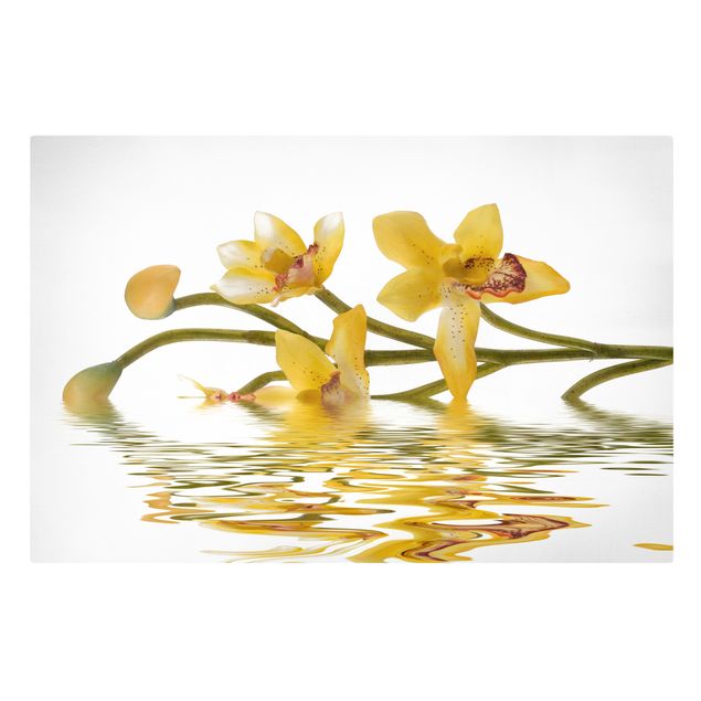Cuadros de plantas naturales Saffron Orchid Waters