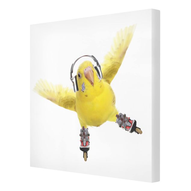 Cuadros decorativos modernos Skate Parakeet