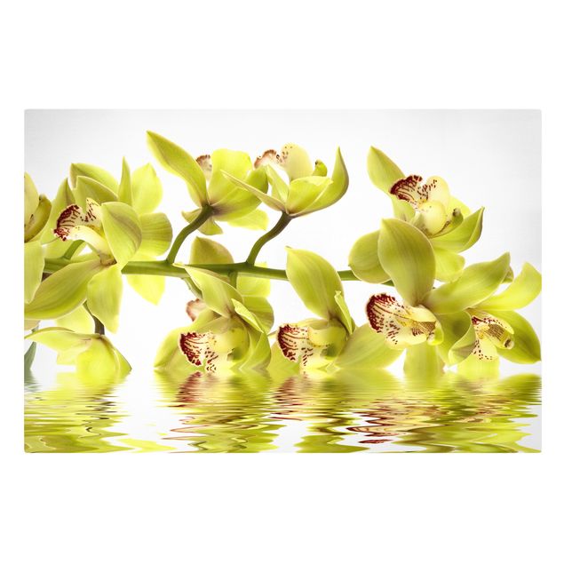 Cuadros de plantas naturales Splendid Orchid Waters