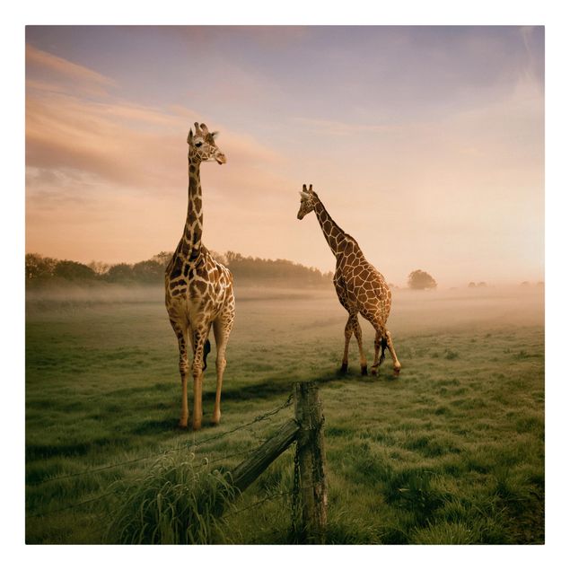 Lienzos paisajes naturales Surreal Giraffes