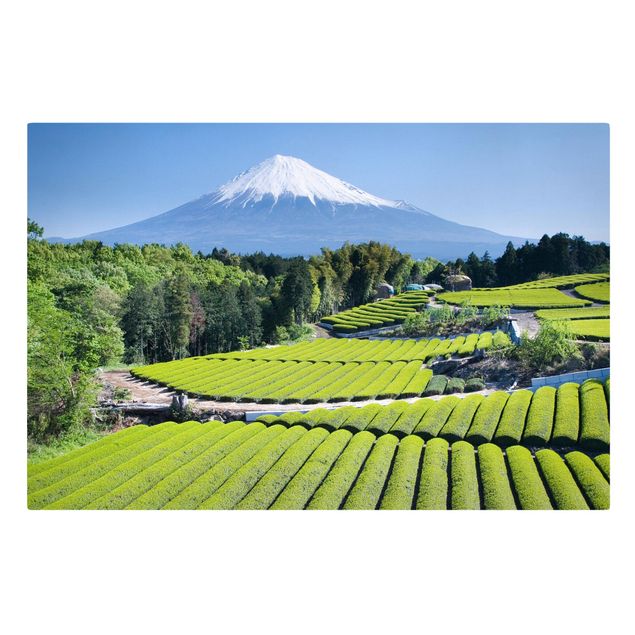 Cuadros de paisajes naturales  Tea Fields In Front Of The Fuji