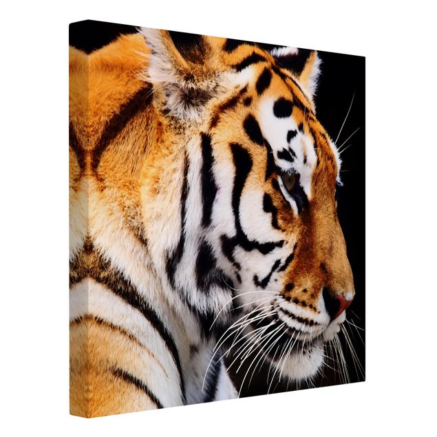 Cuadros de tigres Tiger Beauty
