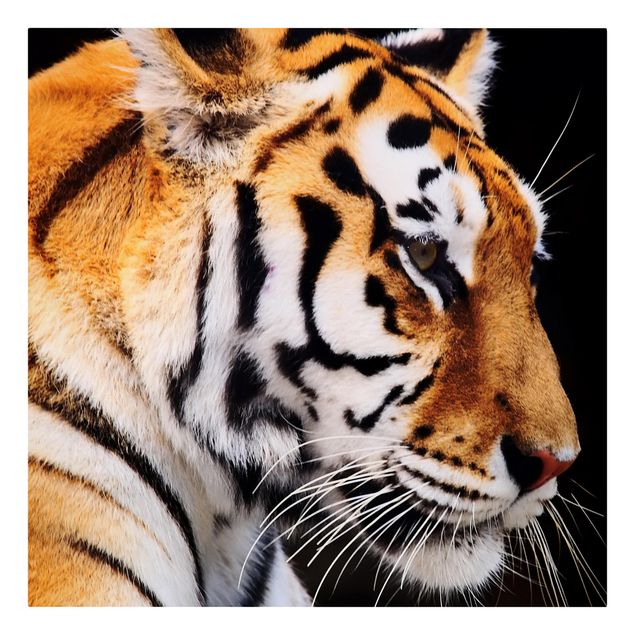 Lienzos animal Tiger Beauty