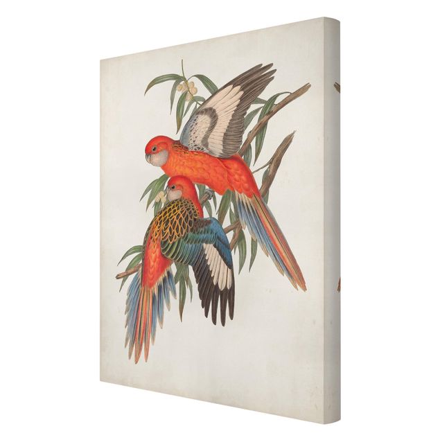 Cuadros decorativos Tropical Parrot I